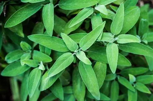 Ramification de Sage : une propagation réussie rendue facile