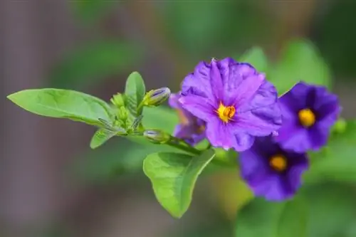 Propagar el arbusto de genciana: instrucciones para jardineros aficionados