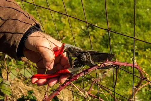 Blackberries pruning