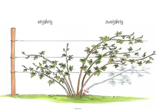 Blackberries pruning