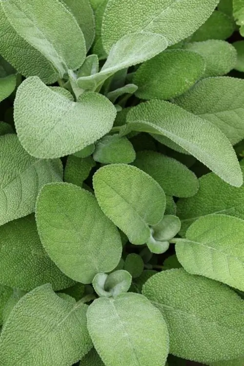 Perfect soil for sage: This is how your favorite herb thrives