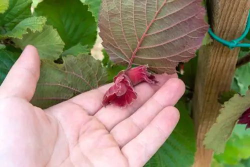 Hazelnut pruning