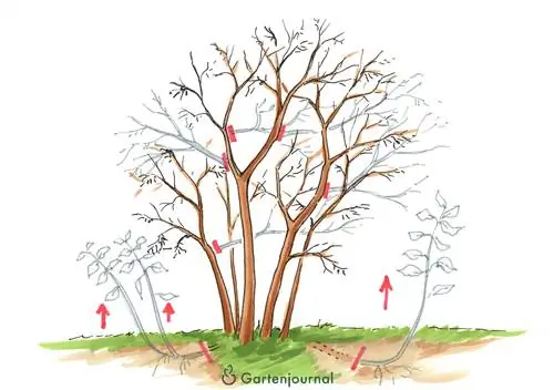 Hazelnut pruning