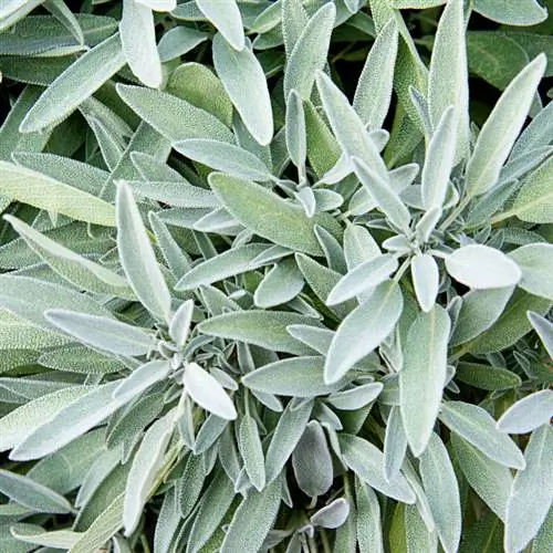 Sage on the balcony: This is how the spicy herb thrives