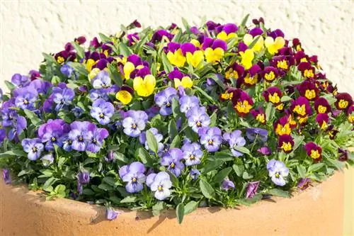 Época de floración de las violetas cornudas: ¿Cuándo florecen más bellamente?