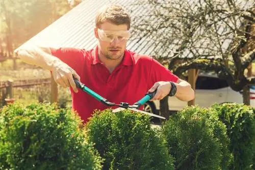 conifer cutting