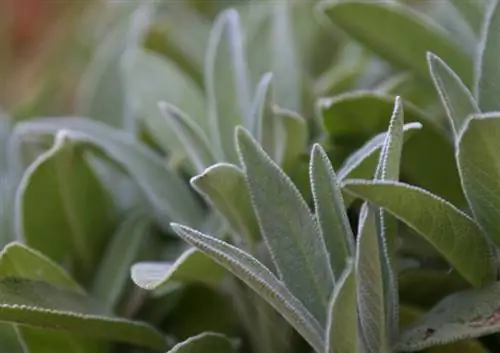 Fertilize sage