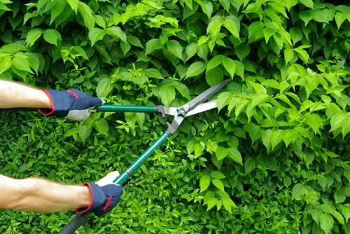 Hornbeam pruning