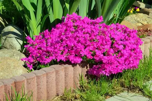 Phlox egynyári