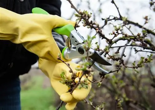 shrub cutting