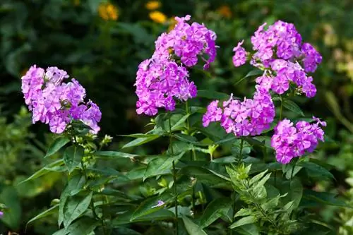 Phlox transplanteren: wanneer en hoe moet je het goed doen