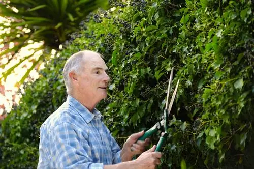 Ivy hedge pruning