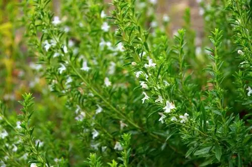 Sembrar ajedrea: cultivar y cosechar con éxito: así es como funciona