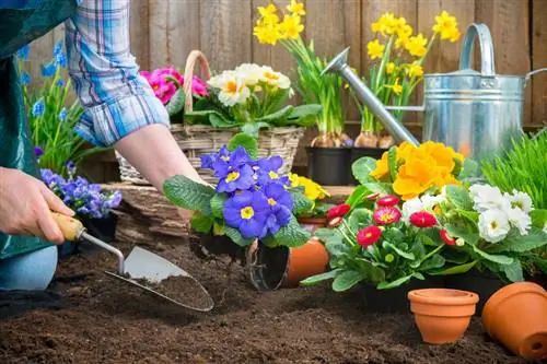 Примулаларды сәтті өсіру: орналасуы, себу және күтімі