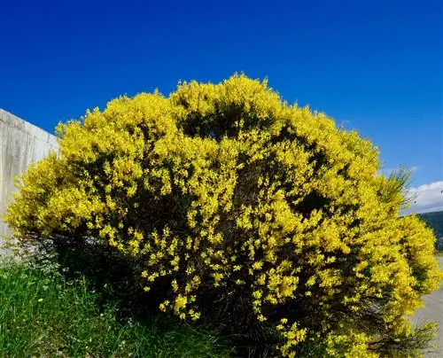 gorse কাটা