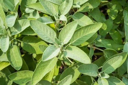 Watering sage: How to master the perfect water supply