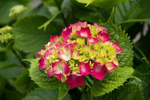 Panícula Hortensia Vainilla Fraise: Cómo cortarla correctamente