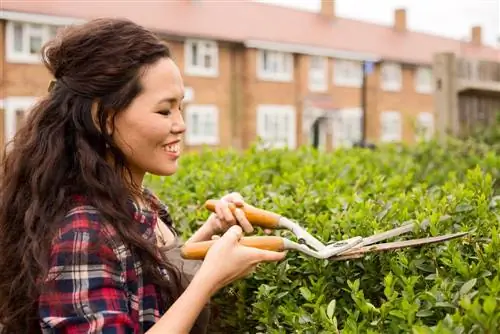 privet hedge cutting