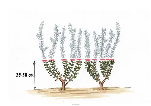 Butași de plante de gard viu