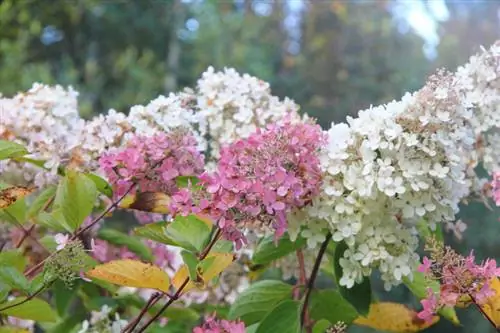 Pluimhortensia's verplanten: wanneer en hoe het beste?