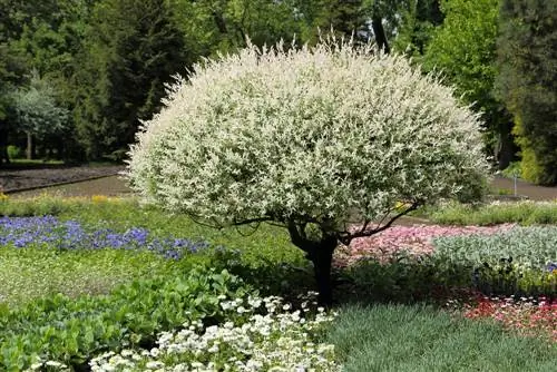 harlequin willow cutting