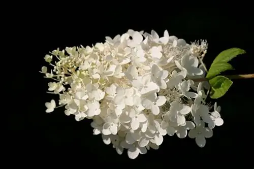 Panicle hydrangea Limelight kev saib xyuas cov lus qhia