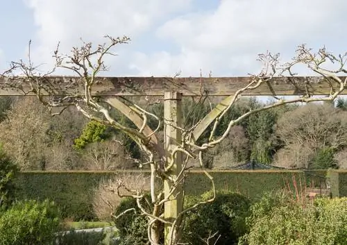 დავჭრათ wisteria