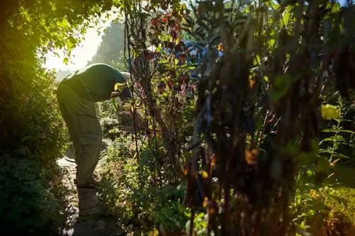 Clematis pruning