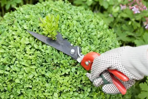 boxwood cutting