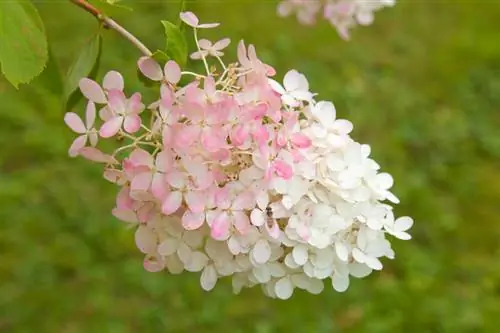 Panicle hydrangea Vidokezo vya utunzaji wa Pinky Winky