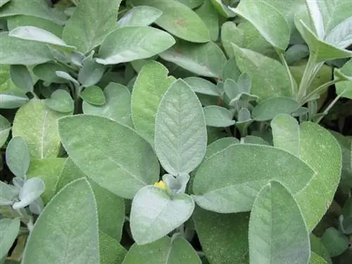 Sage պրոֆիլը