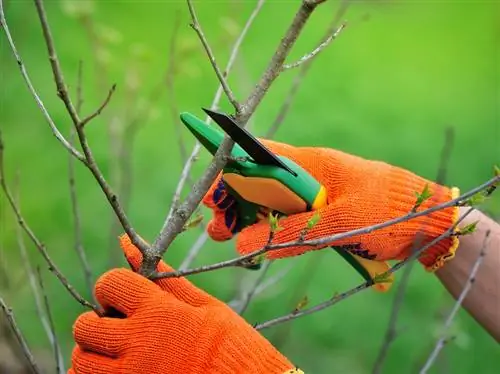 cutting trees