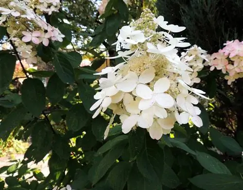 Itaas ang panicle hydrangea trunk