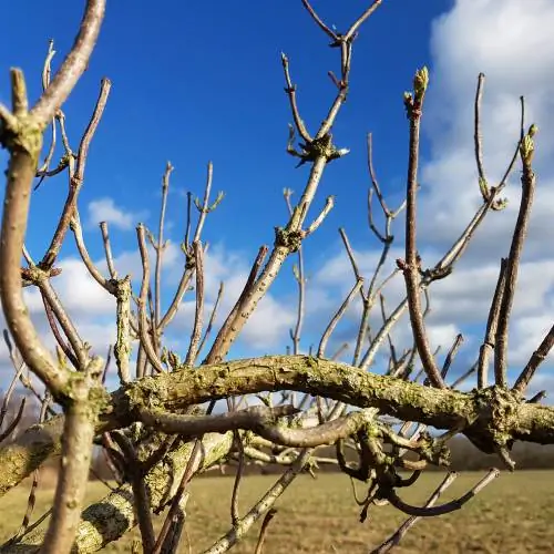 Elderberry pruning