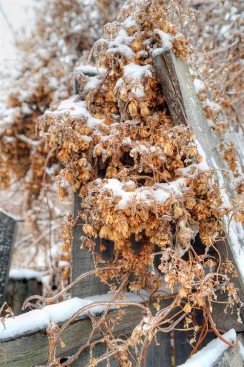 La hortensia trepadora es resistente