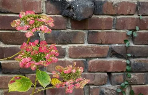 Reubicar hortensias trepadoras