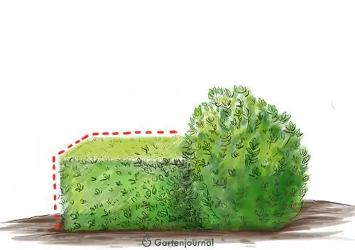 Lombhullató sövénymetszés