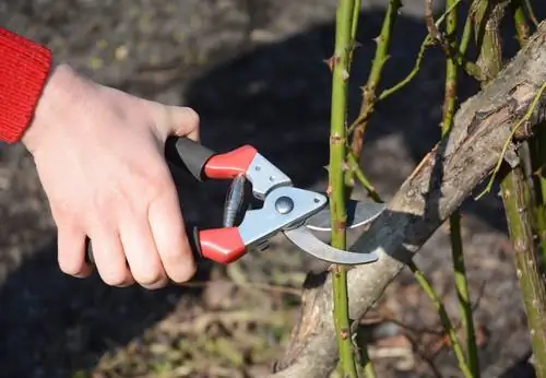 Rose pruning