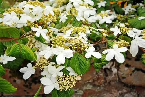 Plante hortensias trepadoras en la maceta como pantalla de privacidad