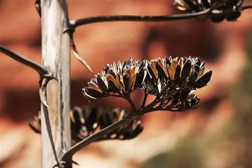 Agave seeds