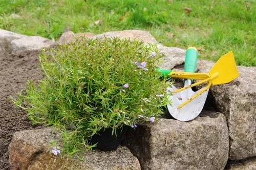 Phlox planten: locatie en bodem voor de phlox