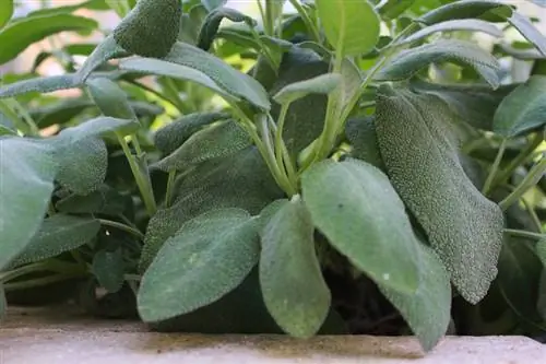 Propagating sage cuttings: step by step instructions