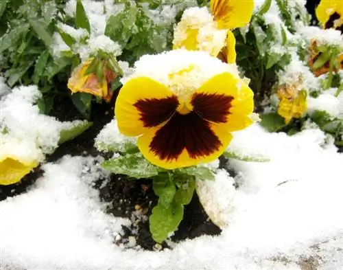 Violetas cornudas en la nieve.