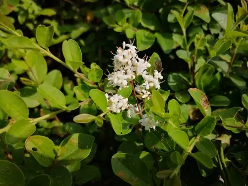 Privet - comment se débarrasser de la tache des feuilles ?