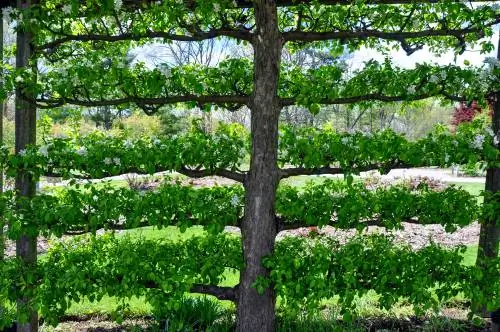 Espalier fruithaag