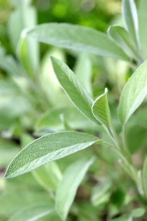 Spara salvia: naturliga botemedel mot vita fläckar