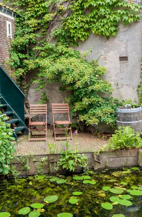 Tallar amb èxit les hortènsies enfiladisses: així és com floreixen amb exuberant