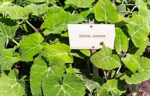 Overwinter clary sage