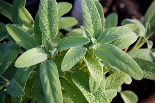 Trasplantar salvia con éxito: una guía práctica