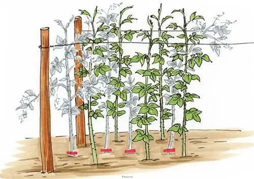 Summer raspberries pruning